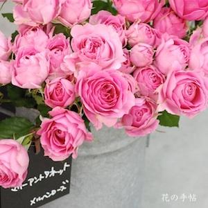 バラ エムマリーアントワネット｜ROSE M Marie Antoinette｜花の手帖の