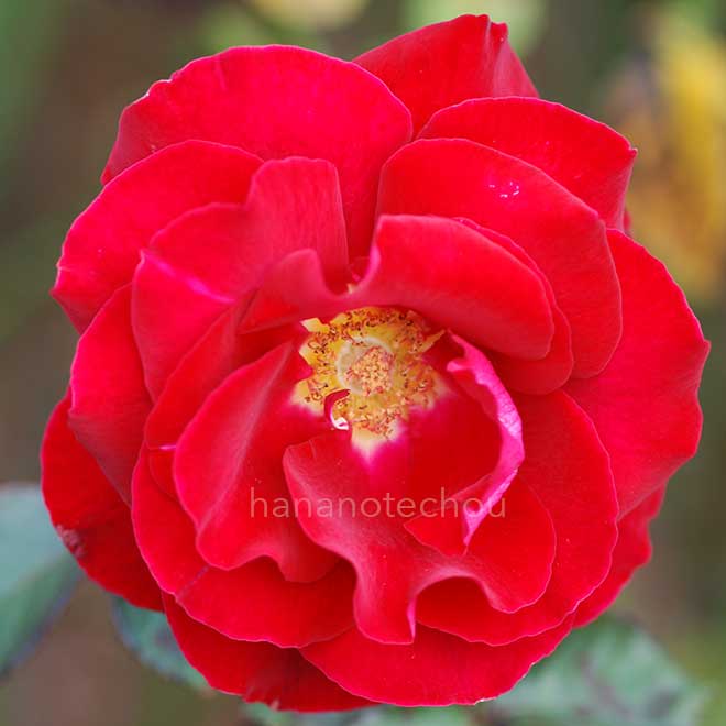 バラ ロナルド レーガン｜ROSE Ronald Regan｜花の手帖のwebバラ図鑑