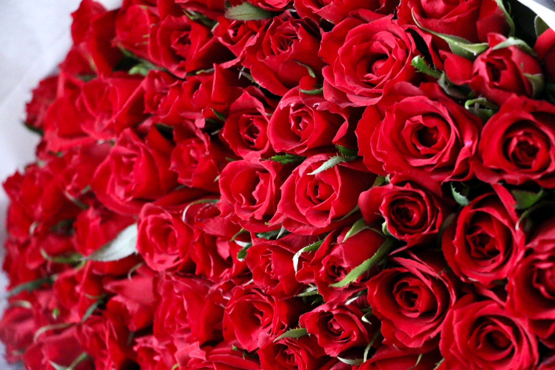 プロポーズ】108本の赤いバラの花束-結婚して下さい – 花・花束の通販