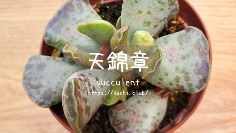 天錦章 雑な私の育て方【多肉植物】│はちクラブ
