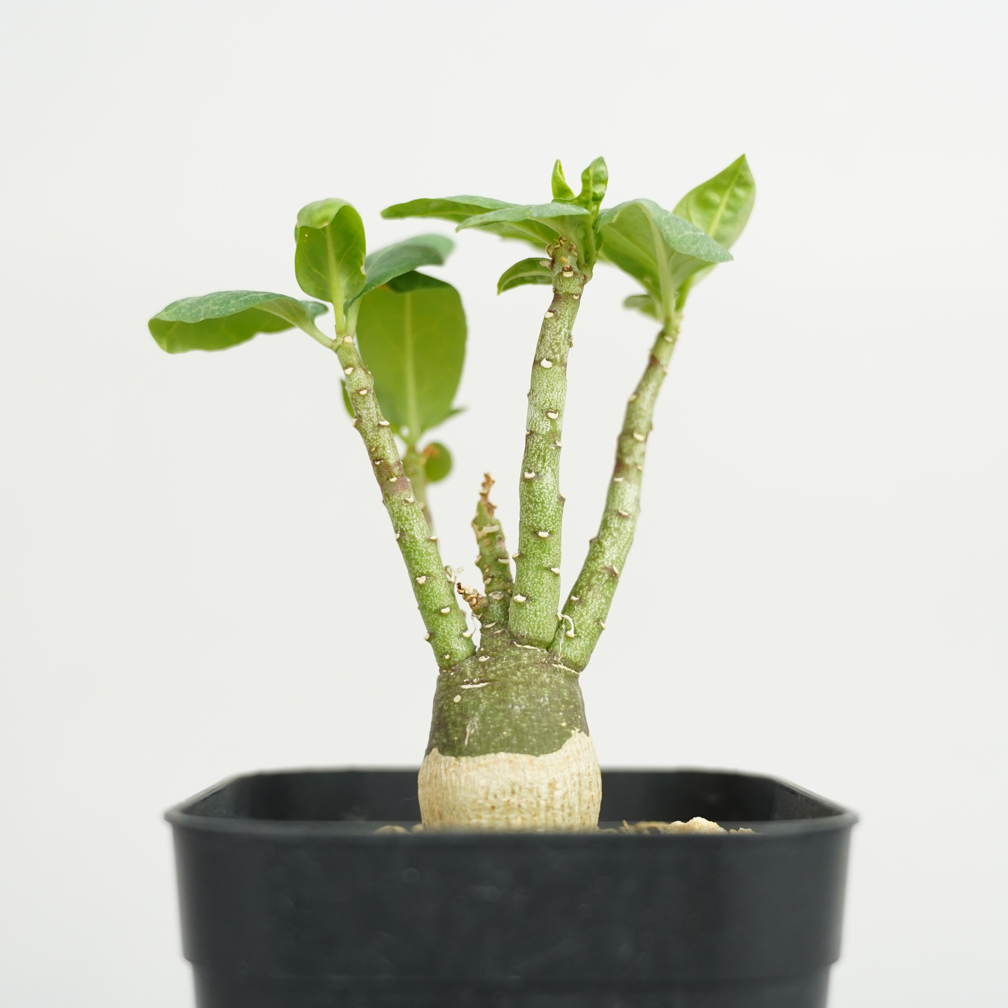 DSC00642_2ed50a38-1353-4302-