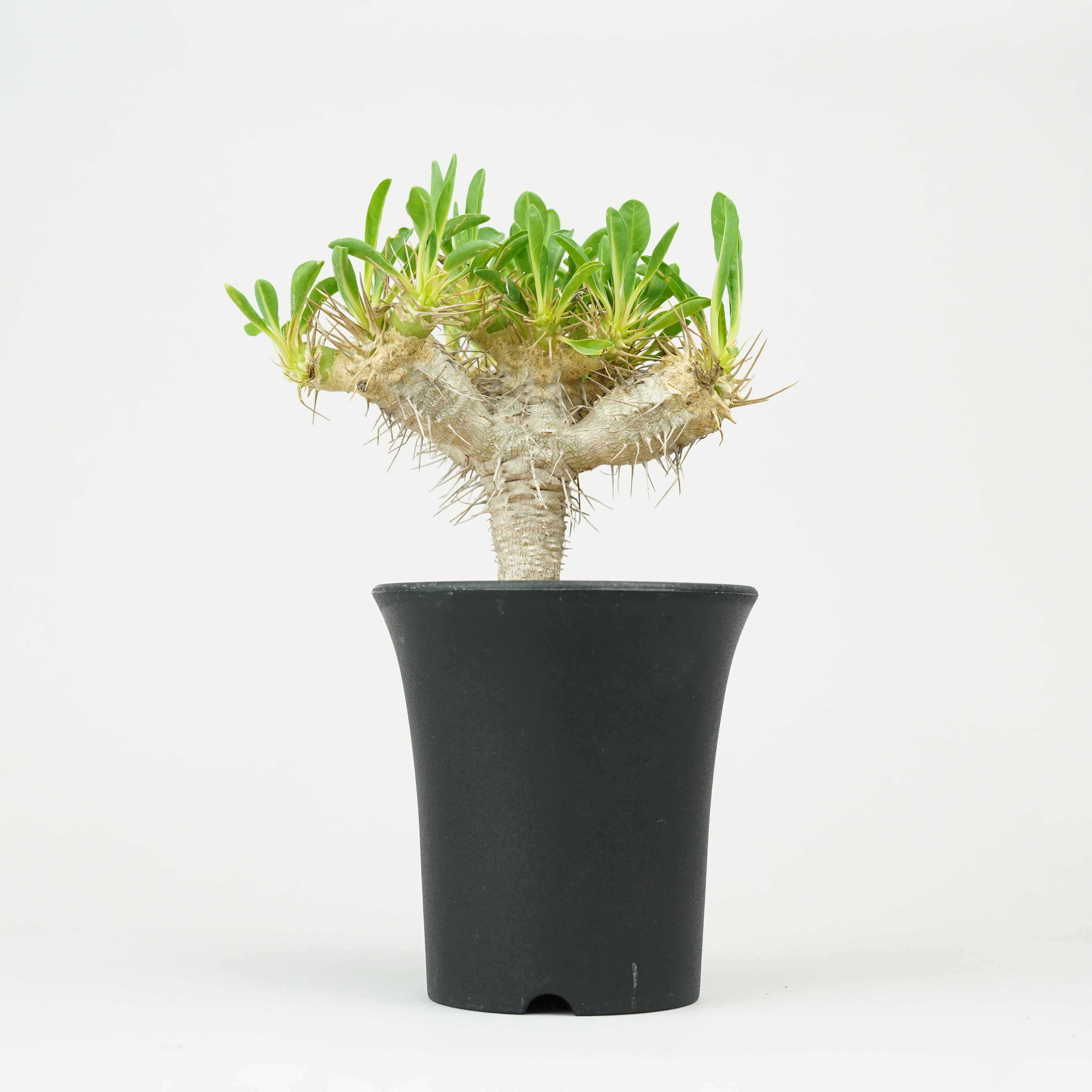 植物/ユーフォルビア/ギラウミニアナ – Hachi-8