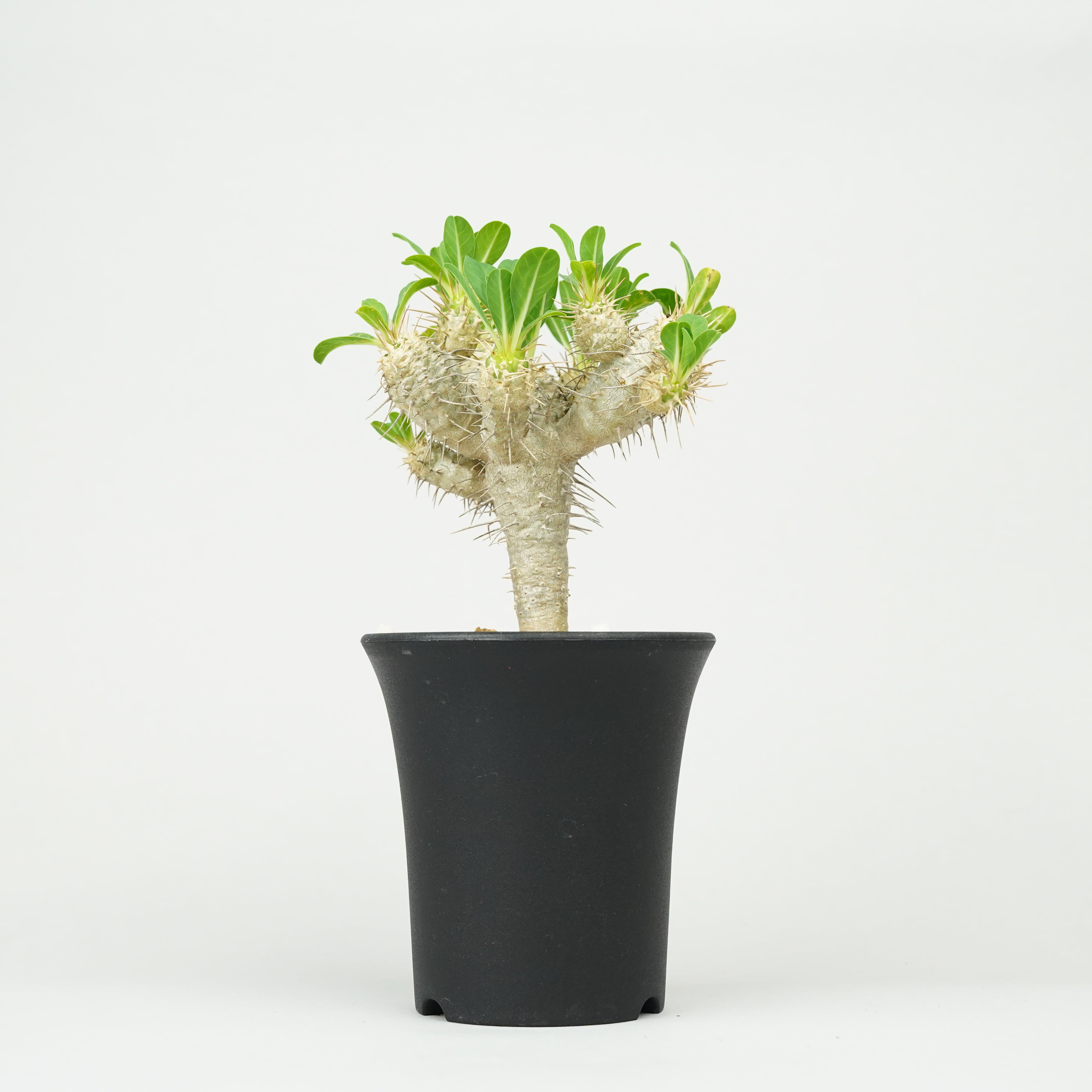 DSC00135_04da1771-277c-44ec-