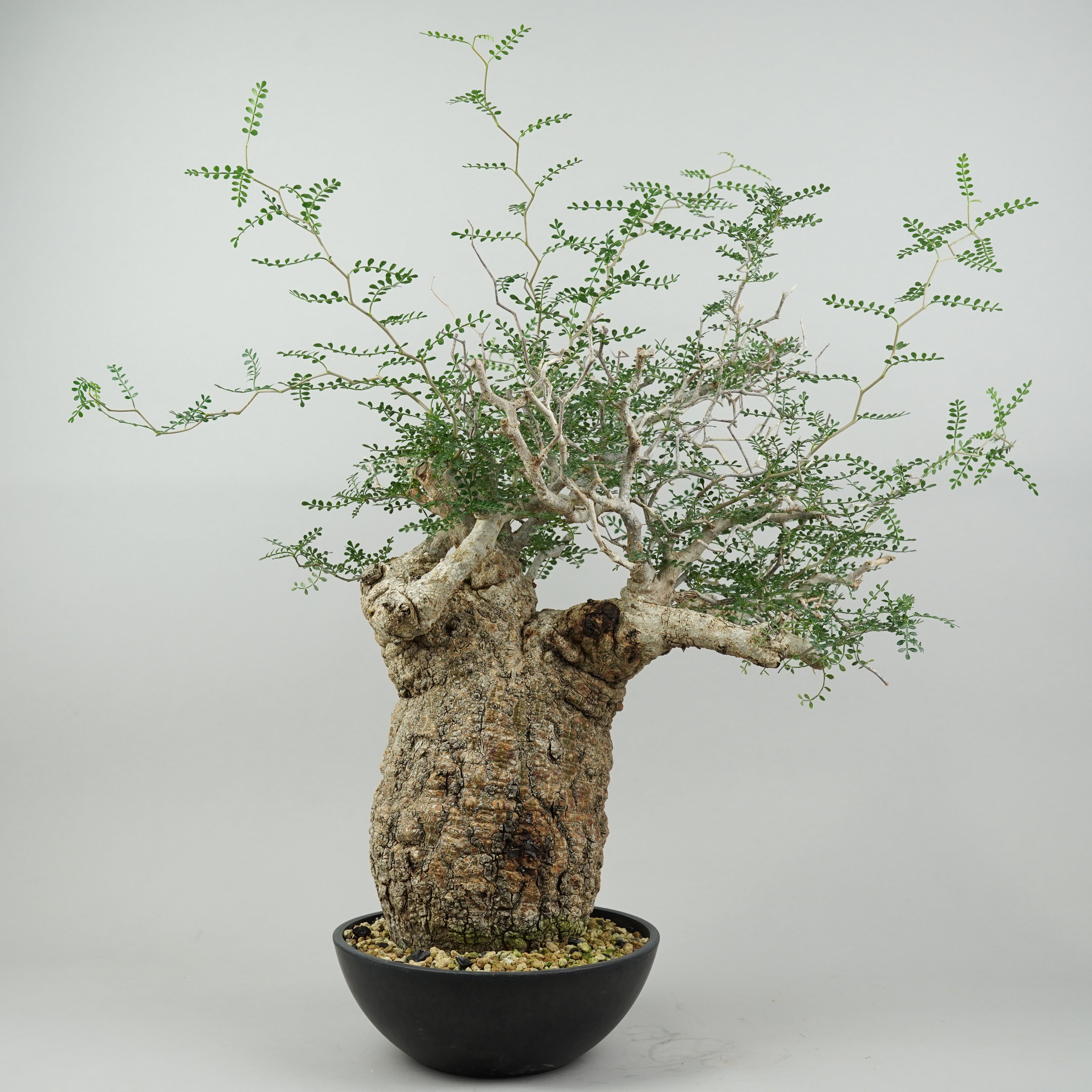 DSC00176_73389847-4df4-4ed5-