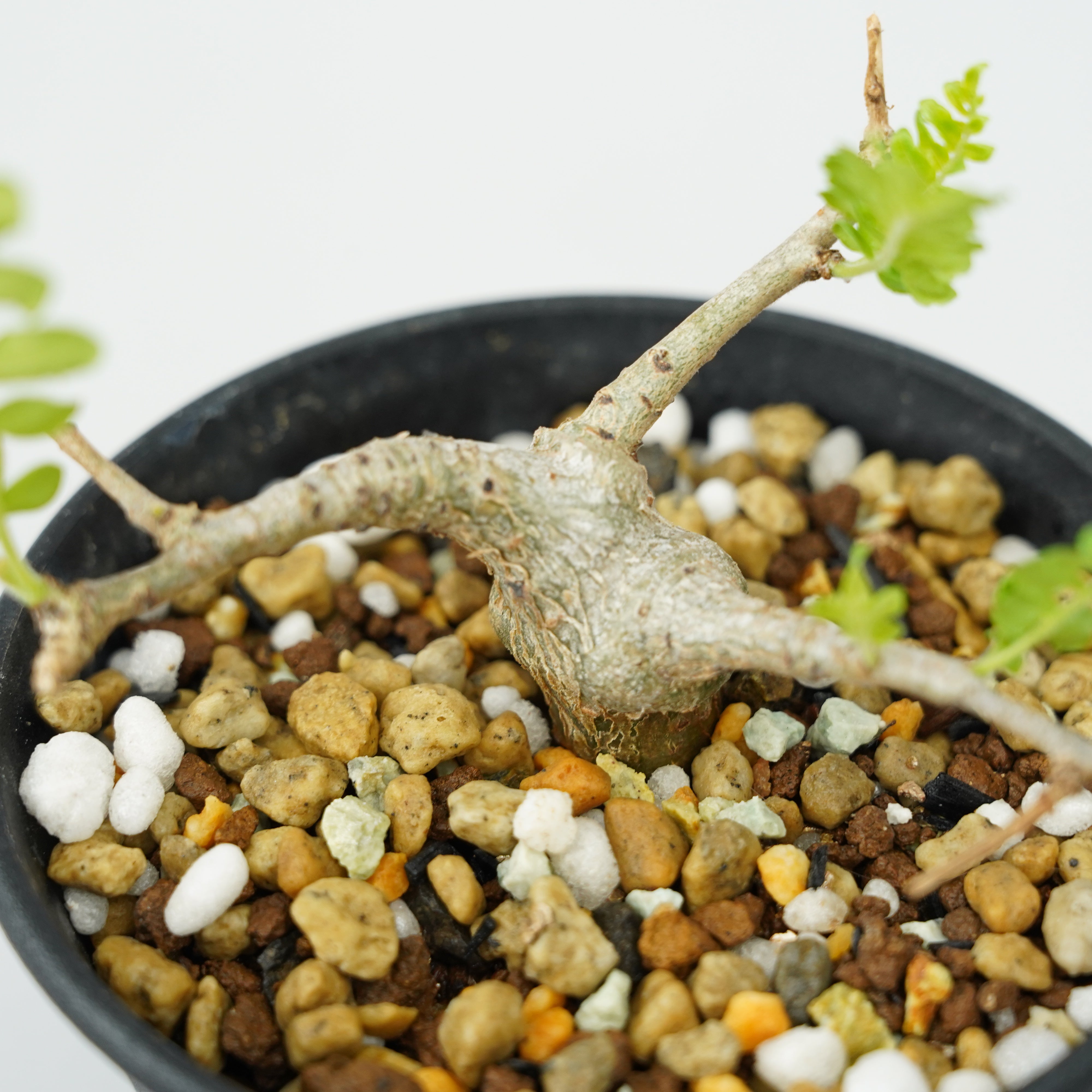 ボスウェリア・ネグレクタ 実生「Boswellia neglecta seedling