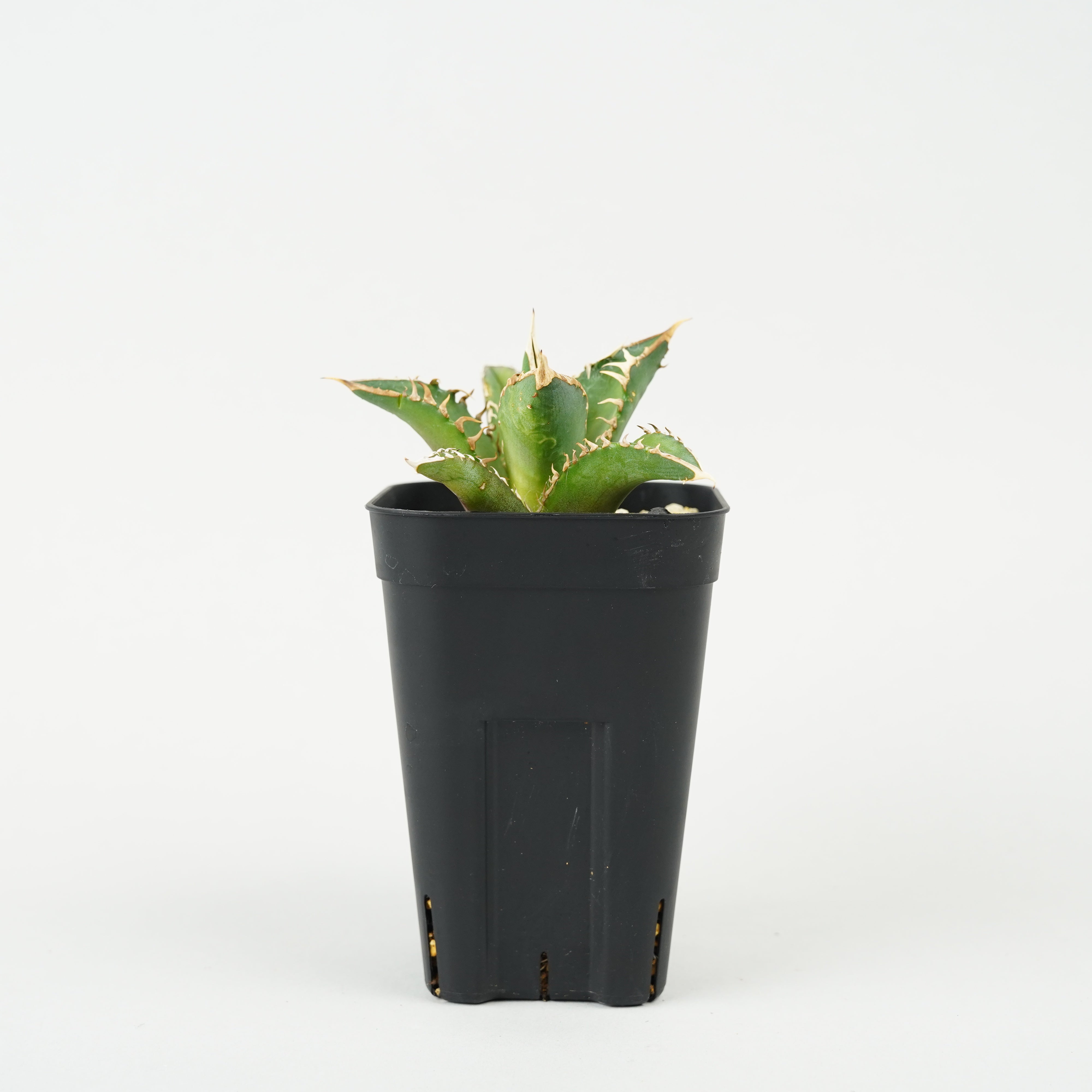 植物/アガベ/すべて – Hachi-8