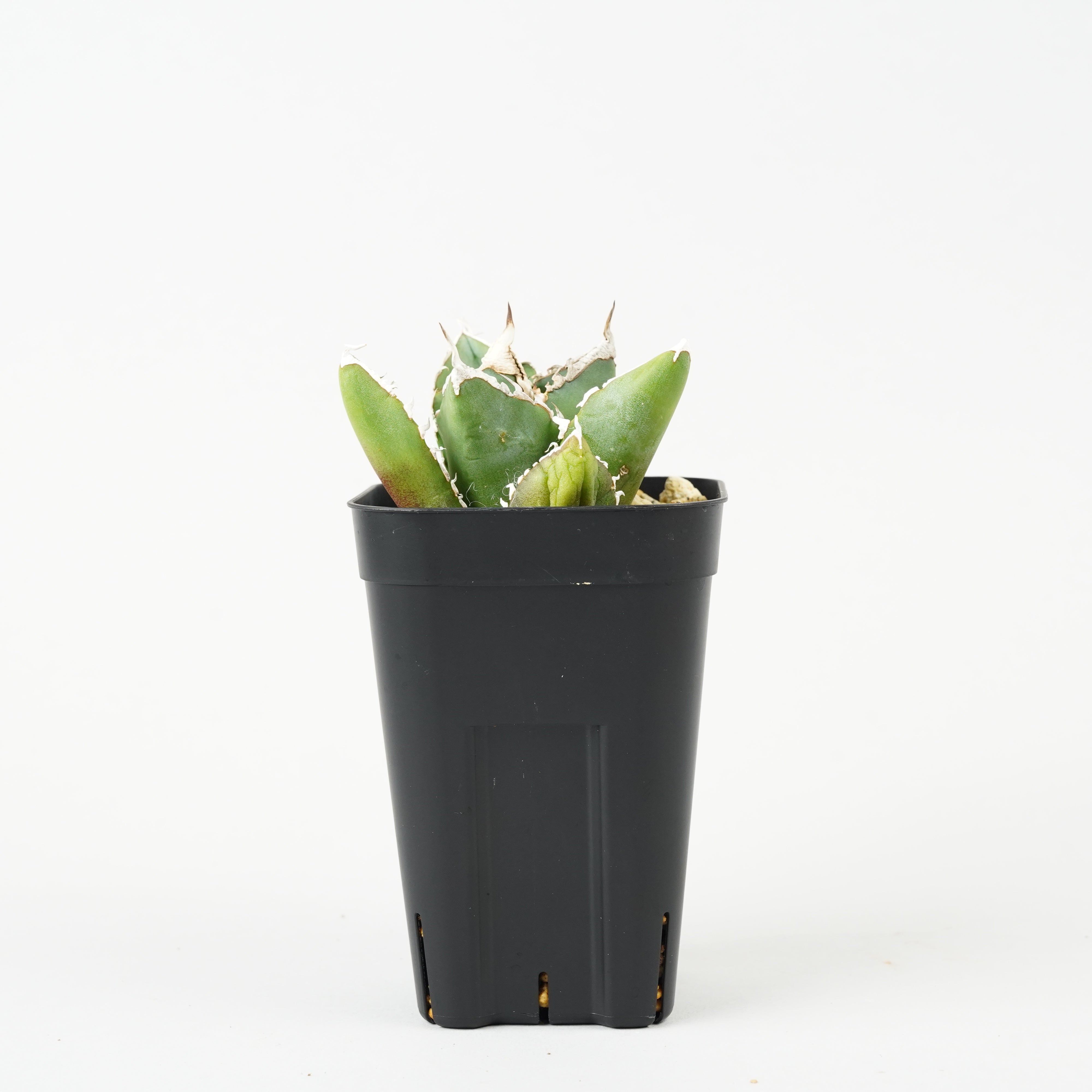 植物/アガベ/すべて – Hachi-8