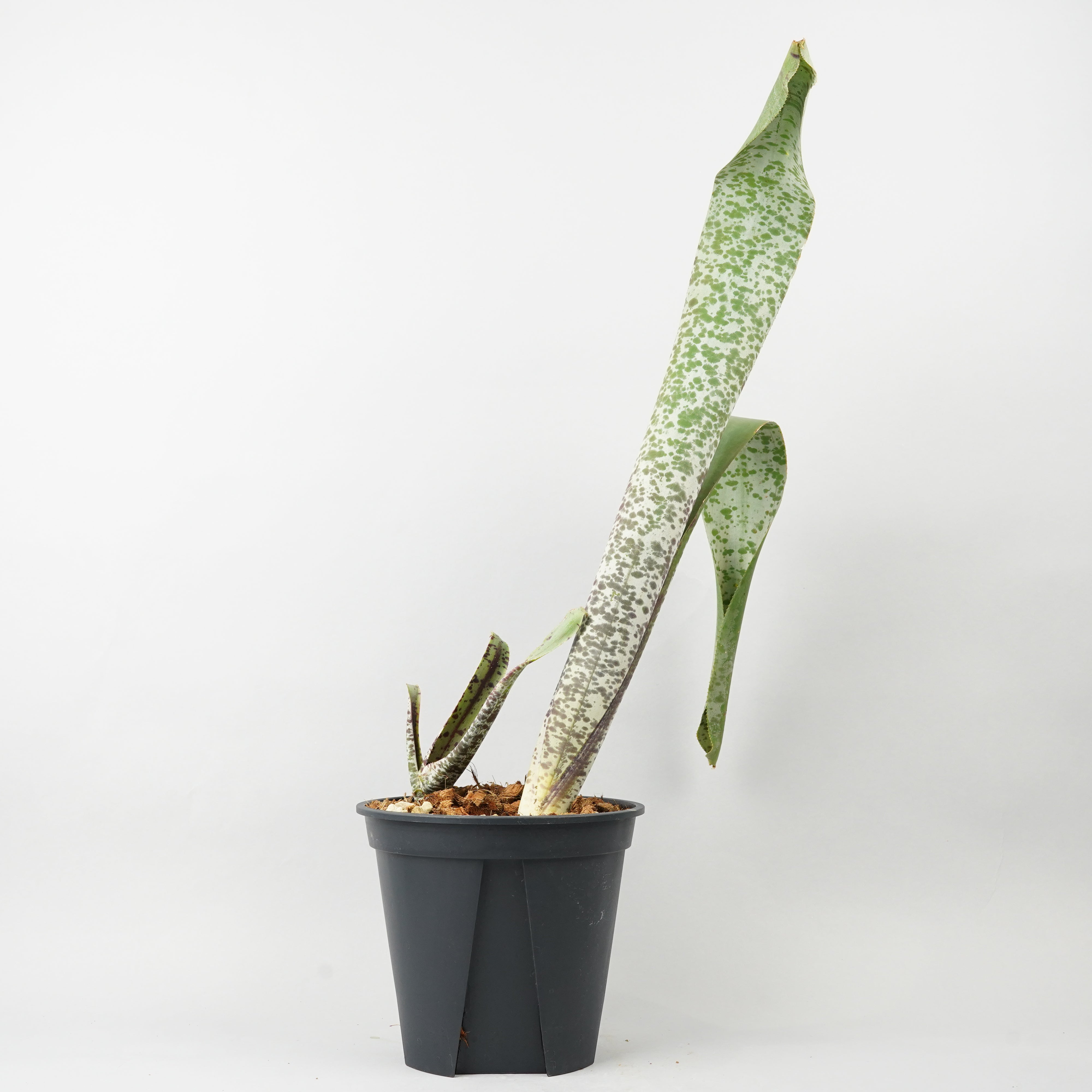 HACHI-8公式】タンクブロメリア – Hachi-8