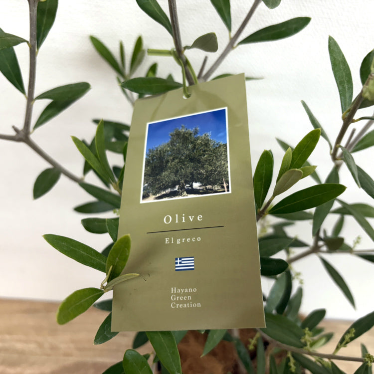オリーブ・エルグレコ L – 鉢人Green