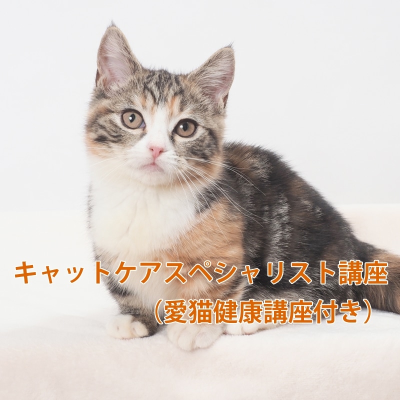 キャットケアスペシャリスト講座|通信教育講座で資格なら「ヒューマン