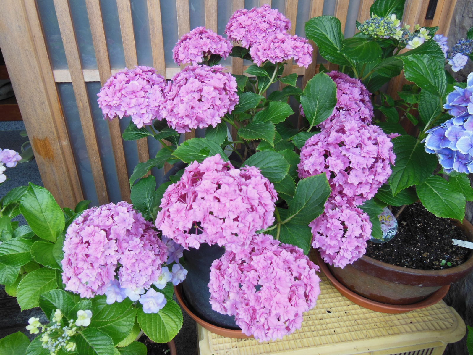 高野山麓 橋本新聞 » 紫陽花、色鮮やか300鉢〜田宮さん方へ来客続々