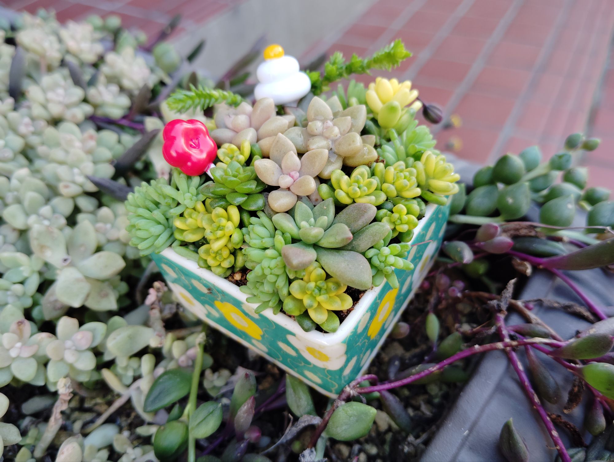 2025年新春ちまちま寄せ｜happy succulent life