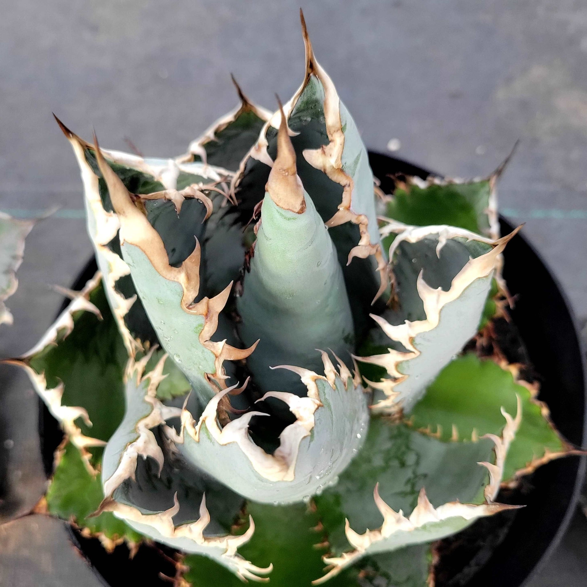 Agave titanota 'Lions Mane' – Happy Valley Plants