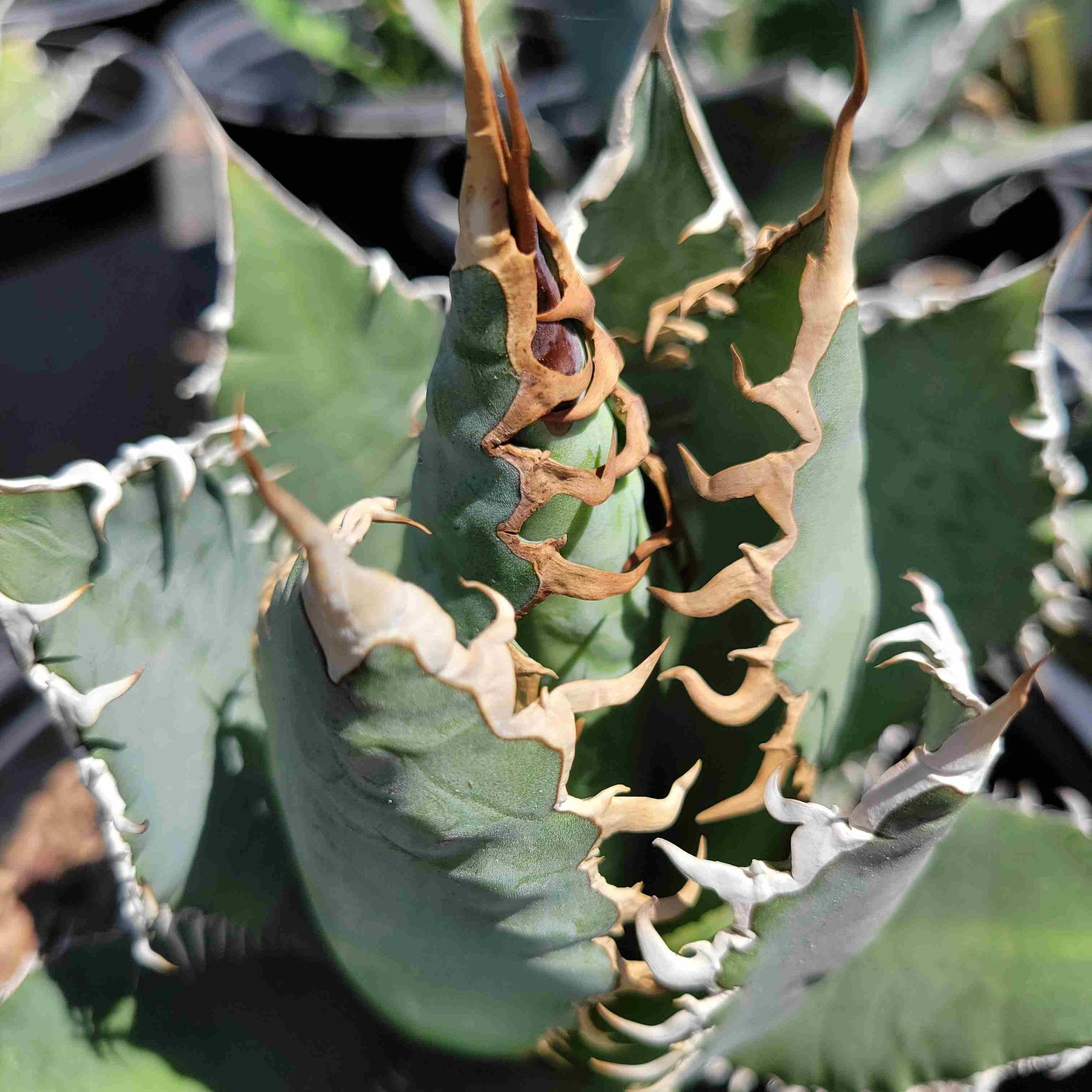 Agave oteroi 'Oaxaca' – Happy Valley Plants