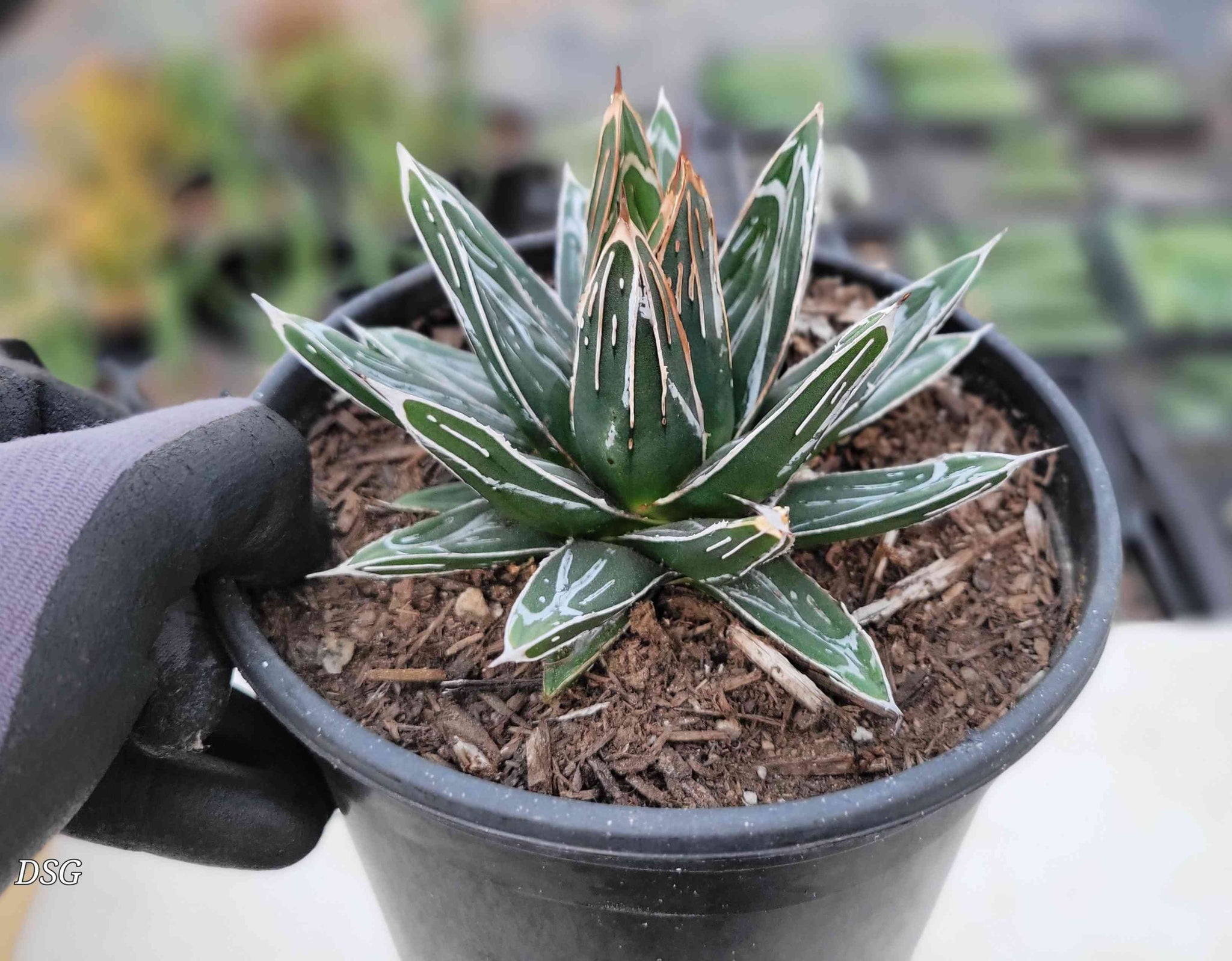 Agave victoriae-reginae - Queen Victoria agave – Happy Valley Plants