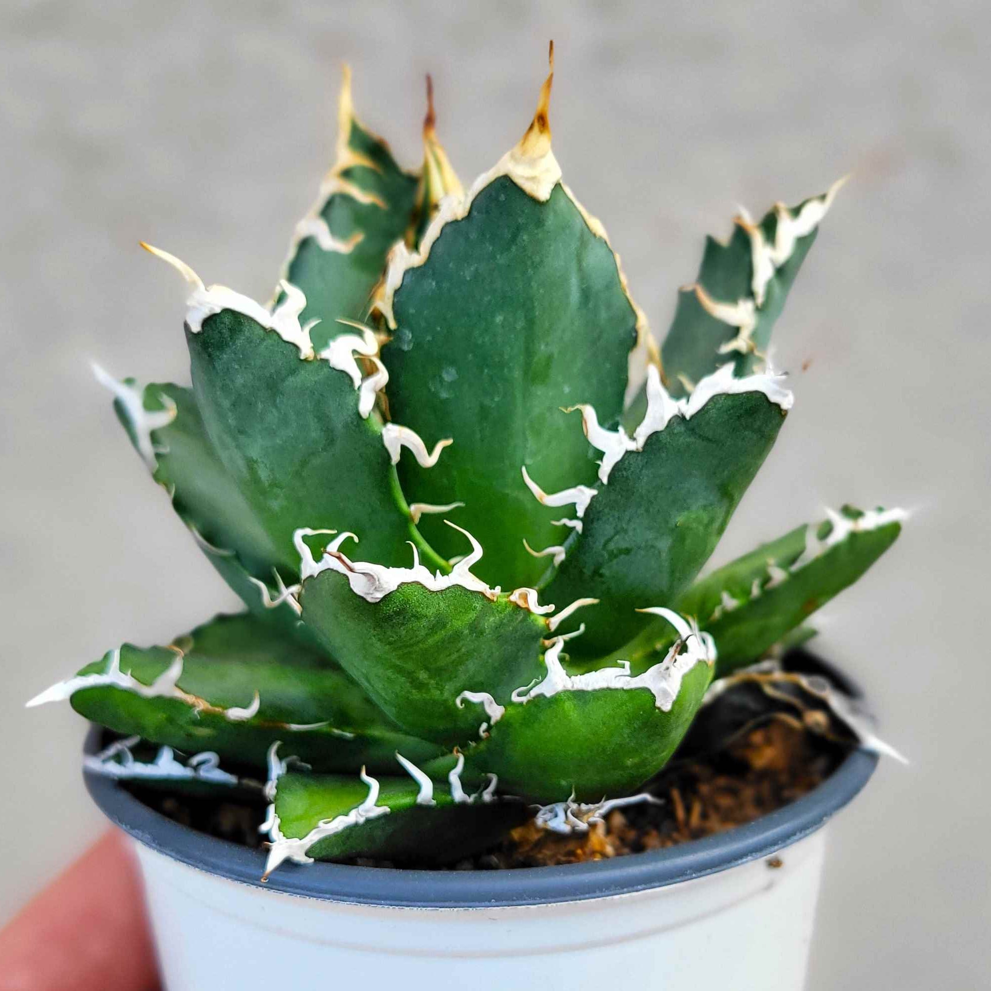 Agave oteroi 'Oaxaca' – Happy Valley Plants