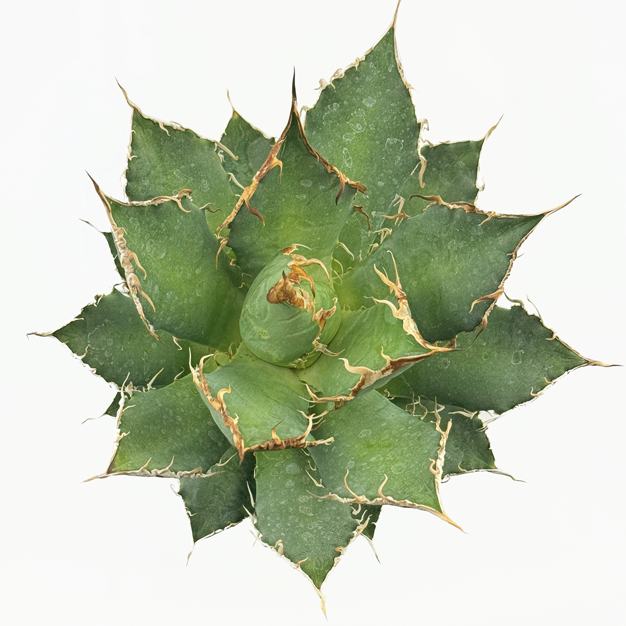 Agave oteroi 'Oaxaca' – Happy Valley Plants