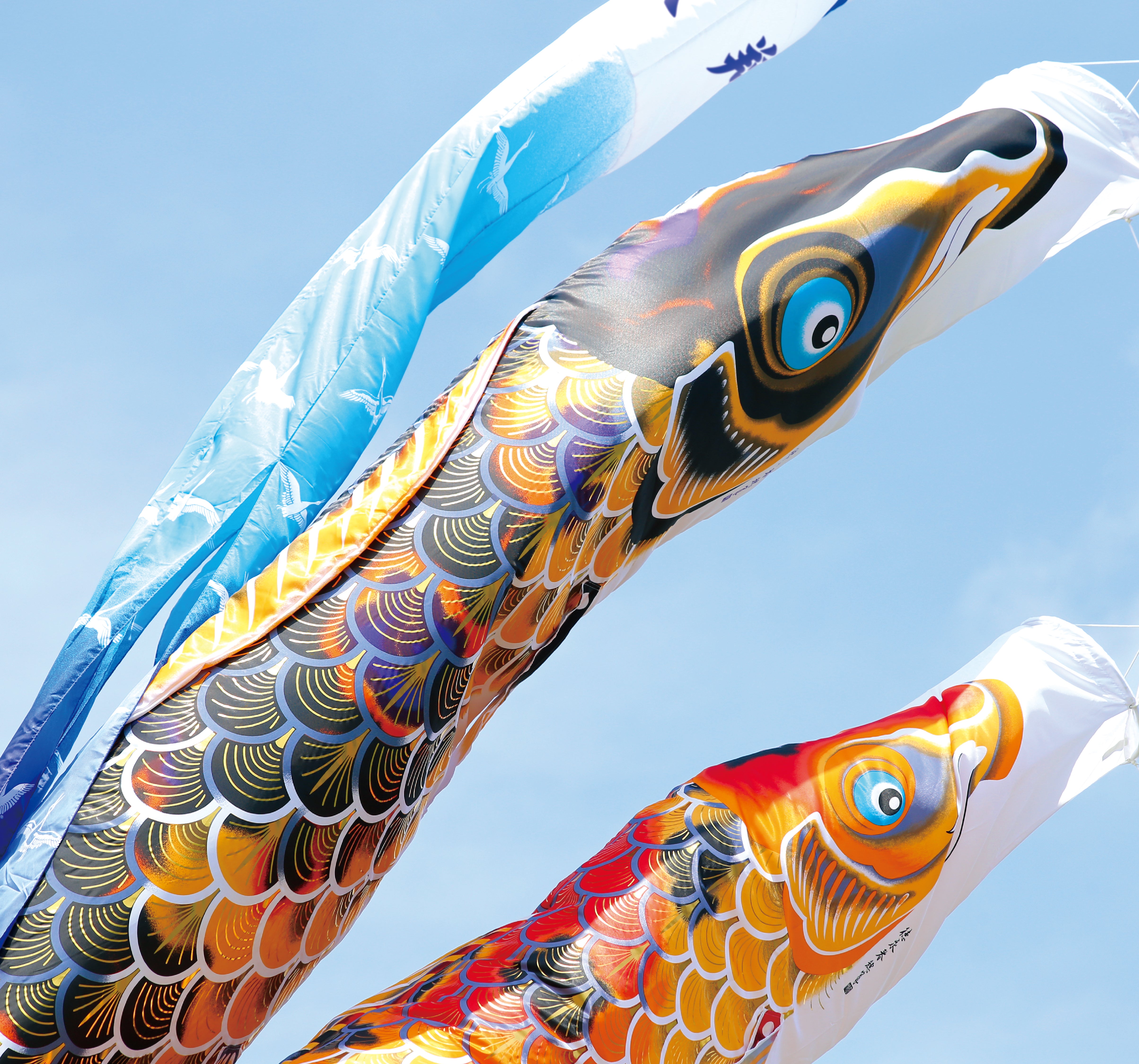 献上手染友禅之鯉【京錦】6点ガーデンセット（矢車・ロープ＋ポール