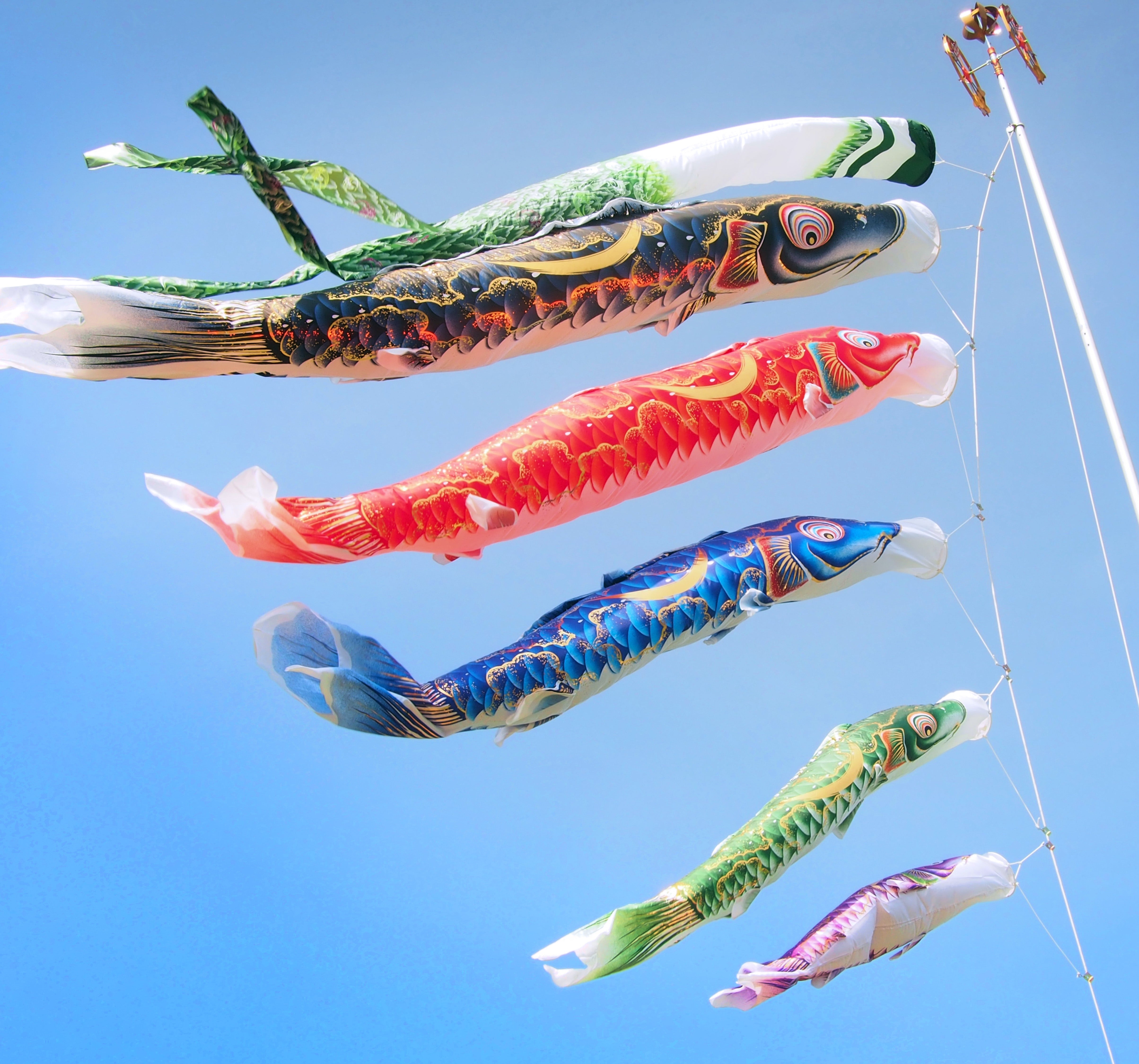 金彩弦月之鯉【豪】6点 庭園スタンドセット – 晴れと暮らす