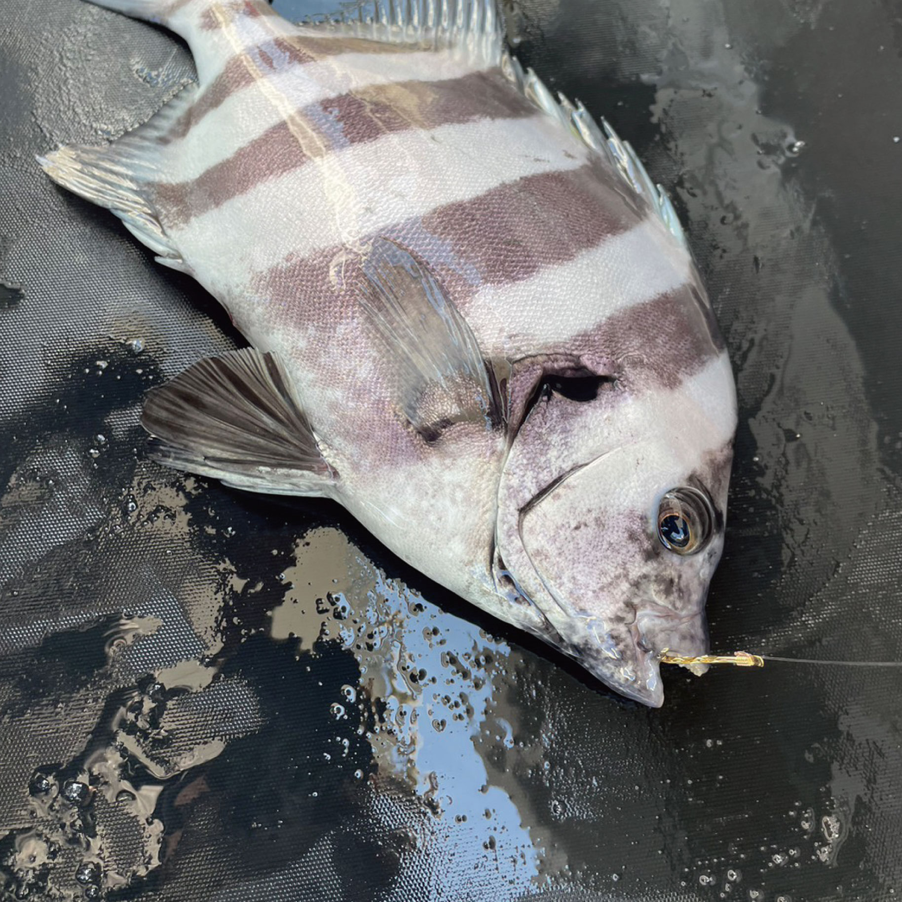 イシダイ・サンバソウ3本 | 釣り具｜仕掛け｜釣り針の（株）ハリミツ