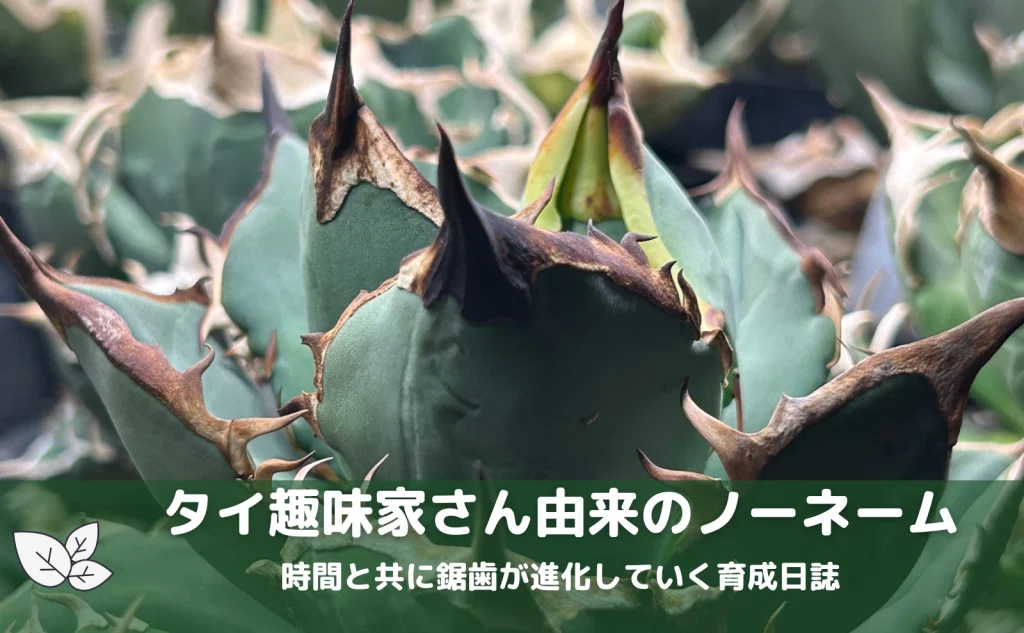 no_name_oteroi_from_thailand-