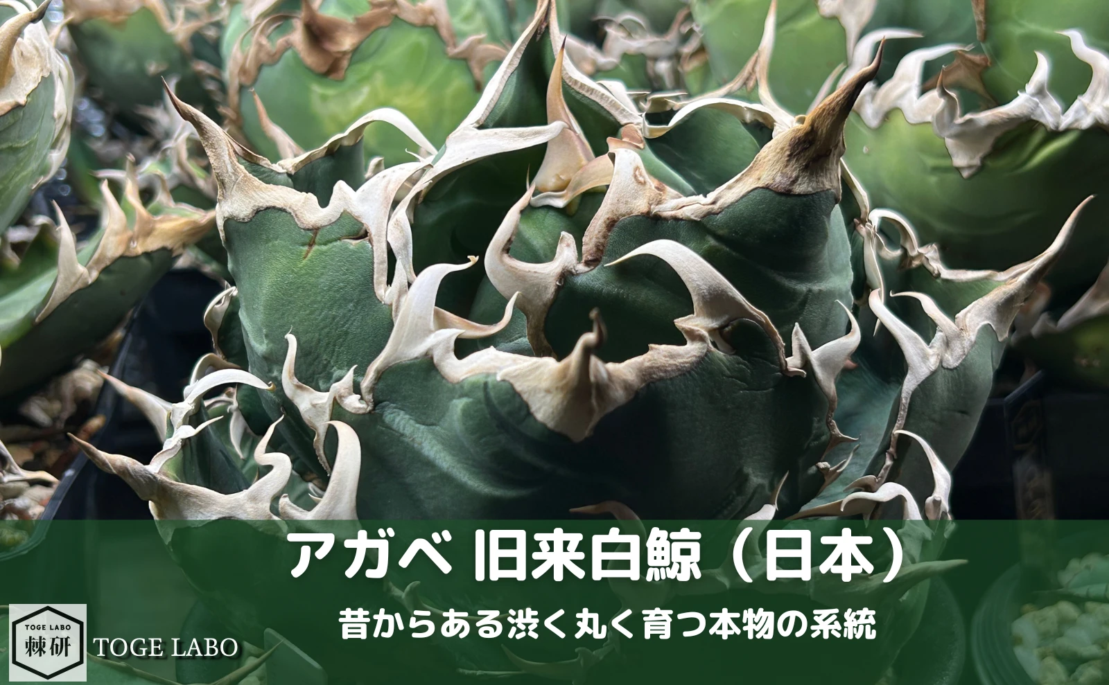 アガベ 旧来白鯨（日本）｜昔からある丸く育つ本物の系統 | トゲラボ