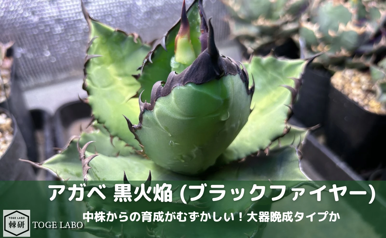 アガベ 黒火焔（ブラックファイヤー）｜大器晩成？勝手に良くなるのは