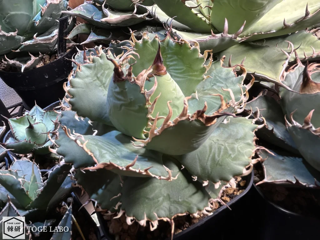 アガベ フィリグリー(圓葉拇指)｜独特の細かい鋸歯が魅力 | トゲラボ