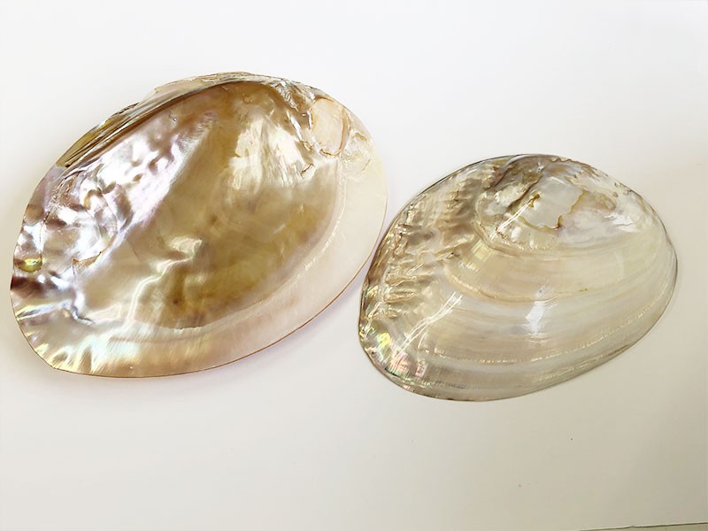 イケチョウ貝 | 浄化グッズ | 天然石・パワーストーンの卸専門店【創業