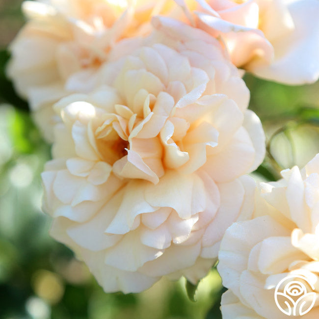 Pure Gold Floribunda Rose | Yellow Rose Bush – Heirloom Roses