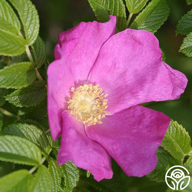 Rosa Rugosa Rugosa Rose | Fragrant Rose Plant – Heirloom Roses