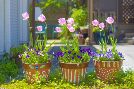 チューリップの鉢植え｜球根の植え方から失敗しない育て方を解説【動画