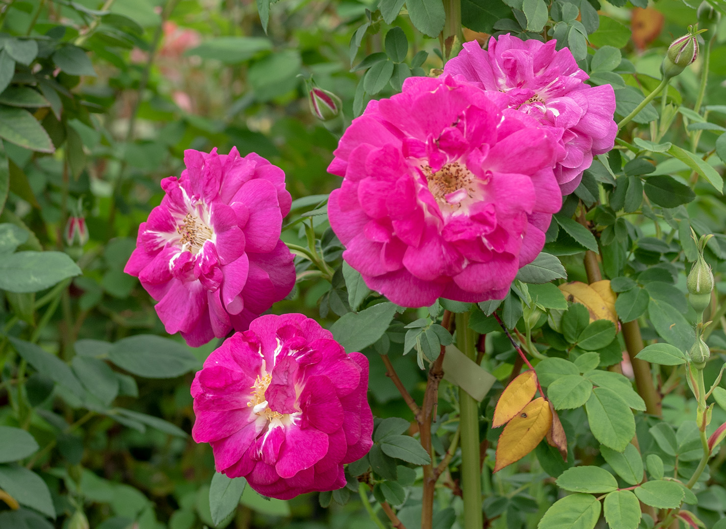 アマディス – Amadis | 姫野ばら園八ヶ岳農場