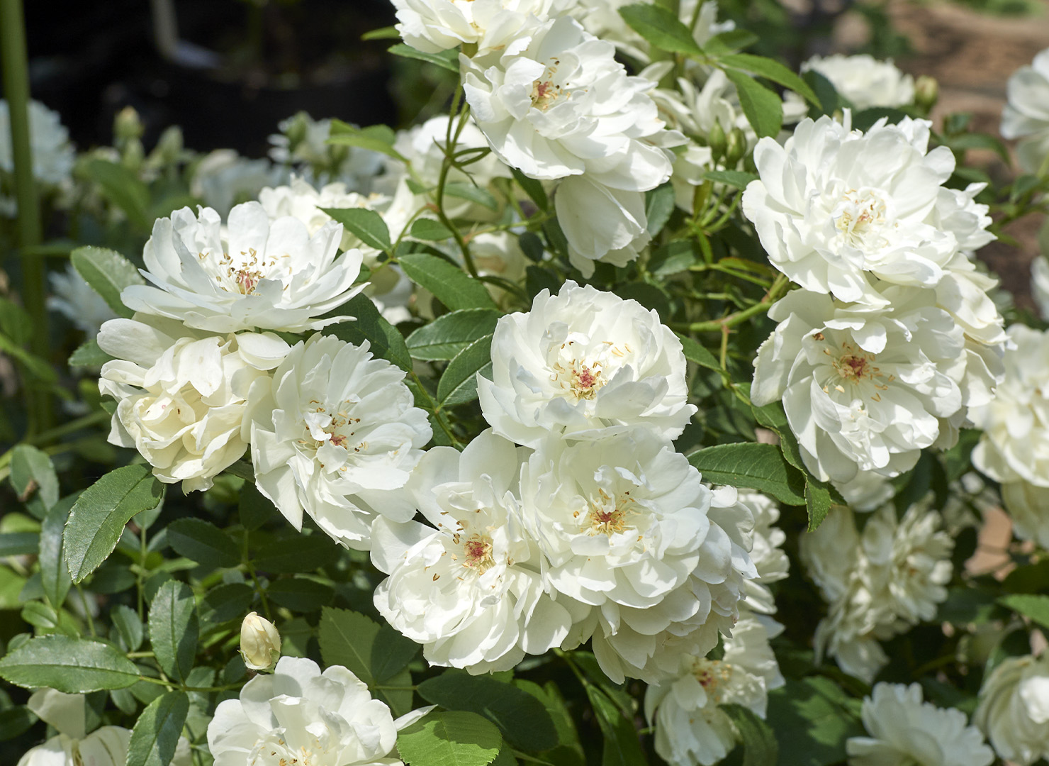 ピューレッツァ – Purezza | 姫野ばら園八ヶ岳農場