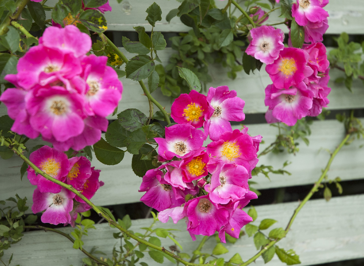 アメリカン ピラー – American Pillar | 姫野ばら園八ヶ岳農場