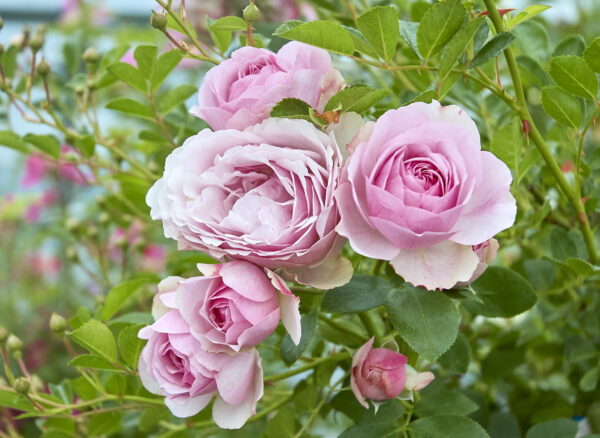 コンスタンス スプライ – Constance Spry | 姫野ばら園八ヶ岳農場