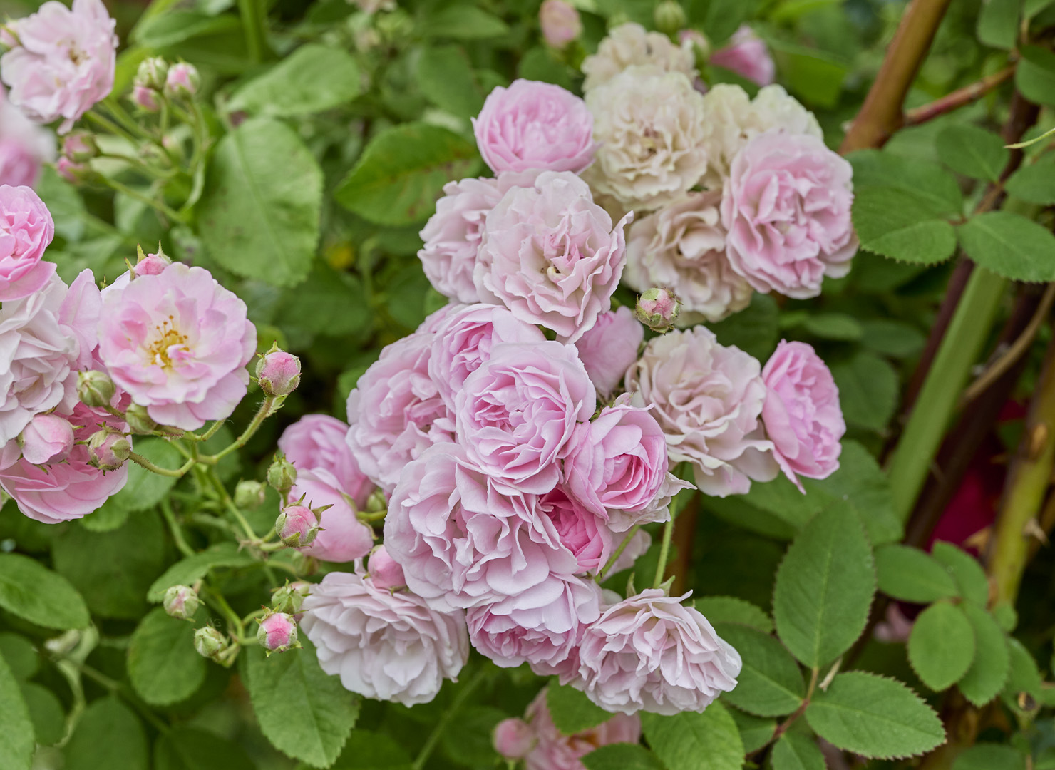 薔薇物語 – Bara monogatari | 姫野ばら園八ヶ岳農場