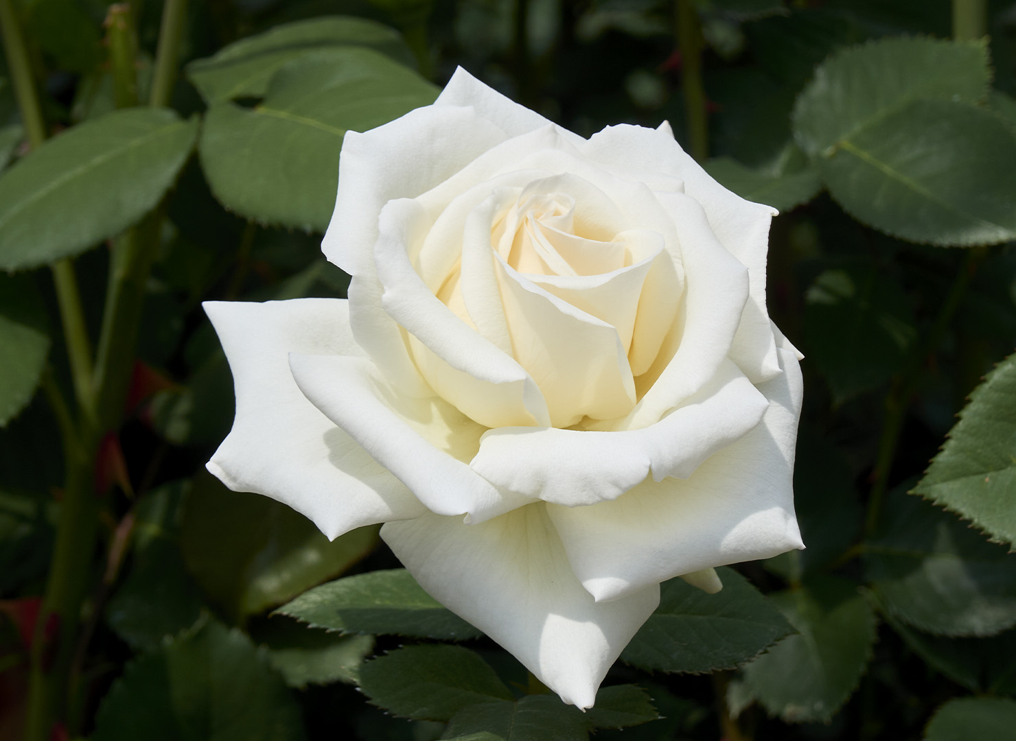 シルエット – Silhouette | 姫野ばら園八ヶ岳農場