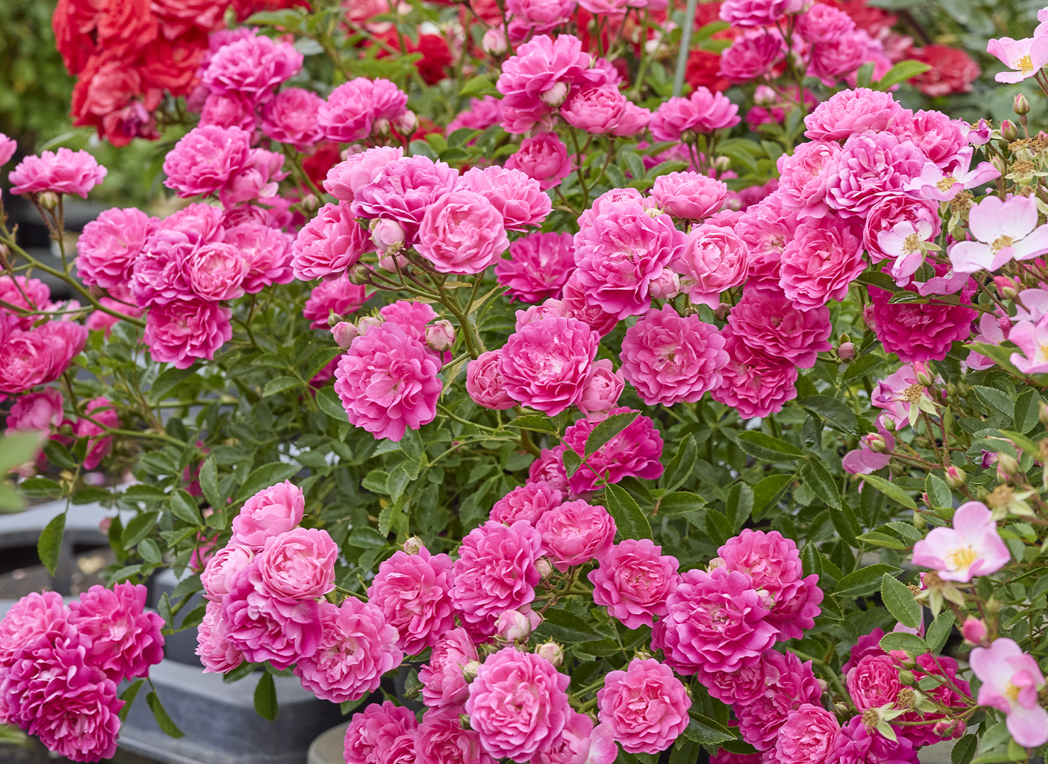 時の恵み – Toki no Megumi | 姫野ばら園八ヶ岳農場