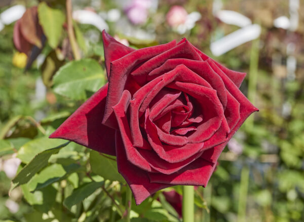 エデン ローズ – Eden Rose | 姫野ばら園八ヶ岳農場