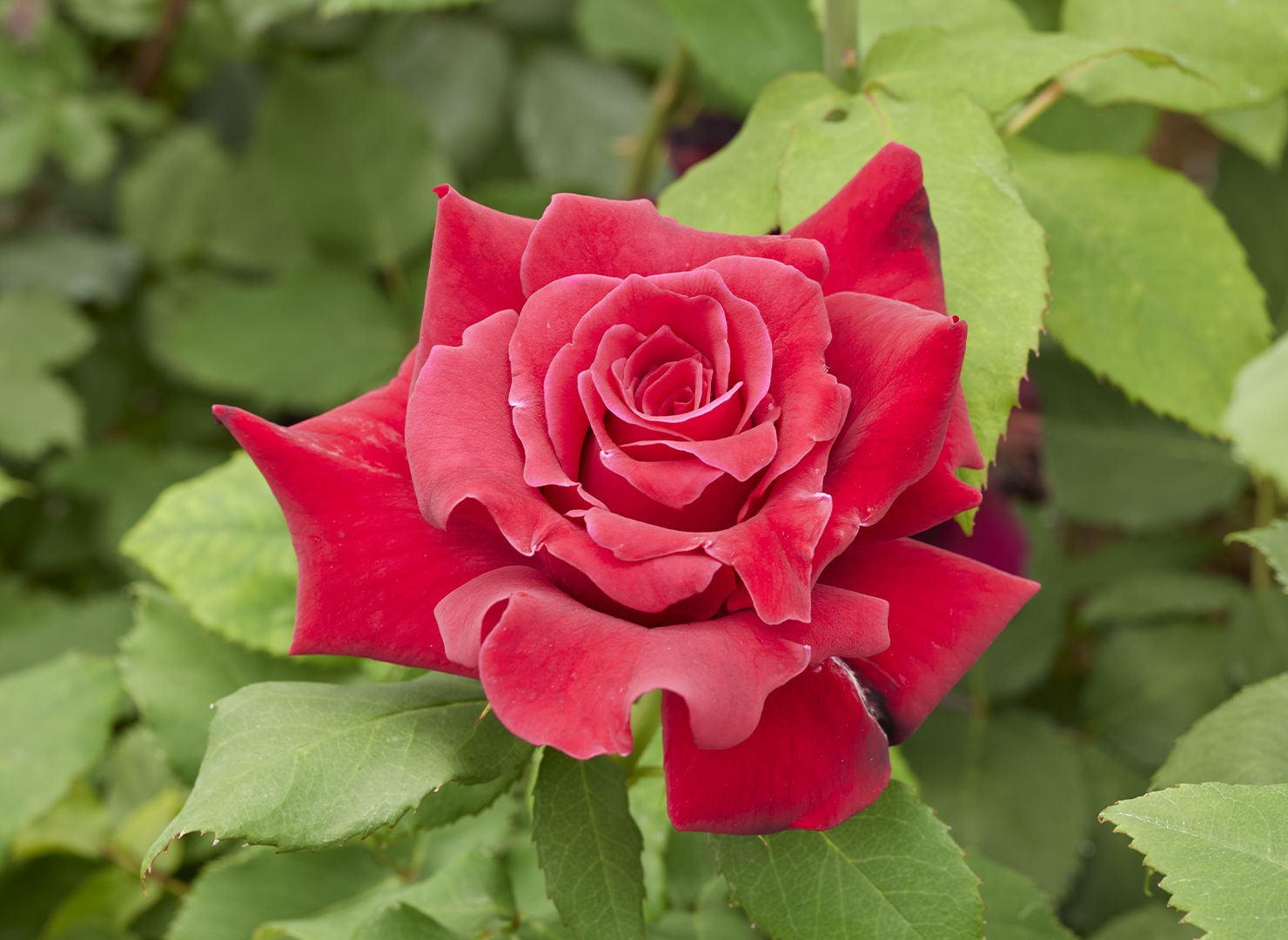 キャラミア – Cara Mia | 姫野ばら園八ヶ岳農場