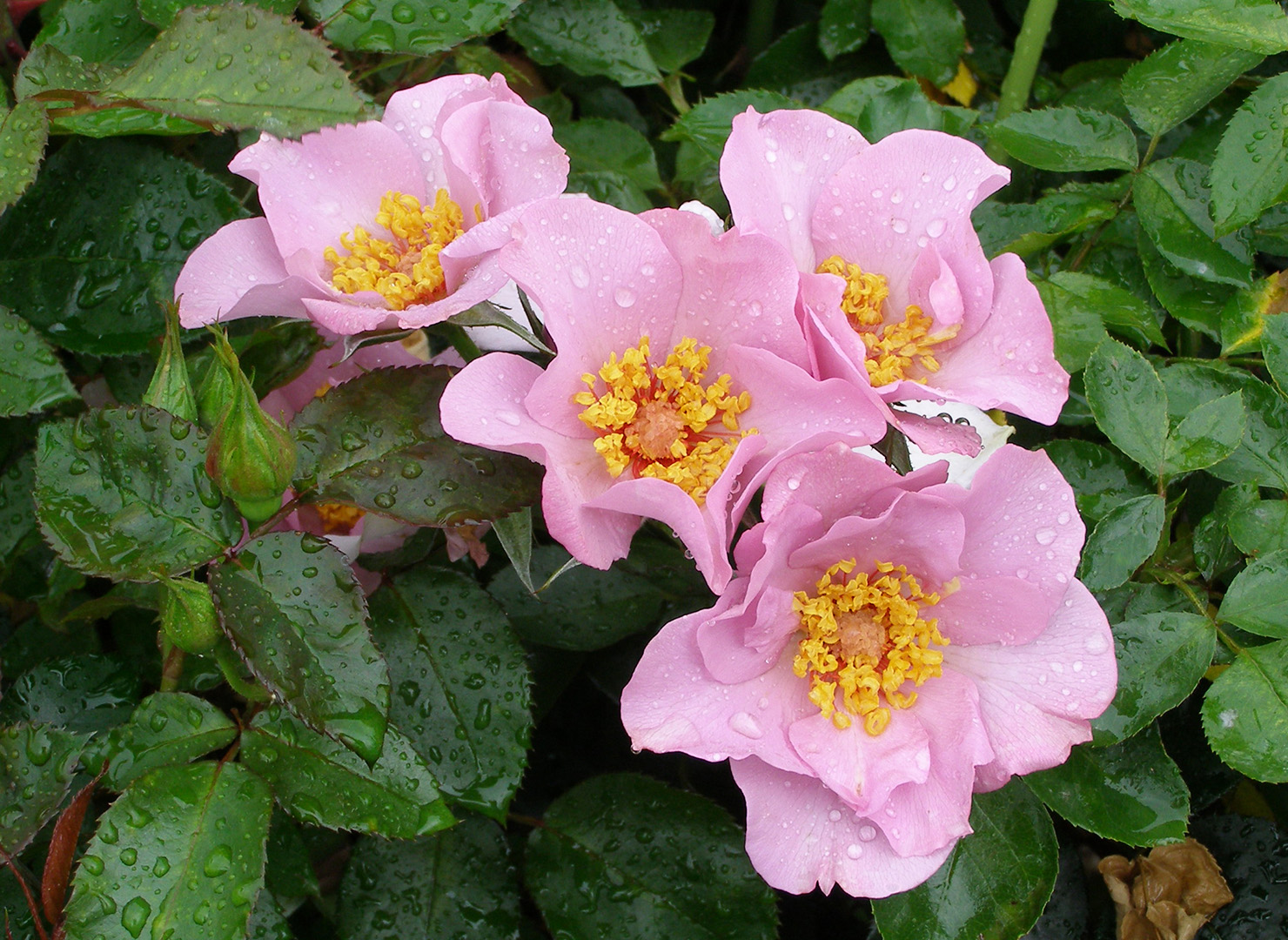 ライラック チャーム – Lilac Charm | 姫野ばら園八ヶ岳農場