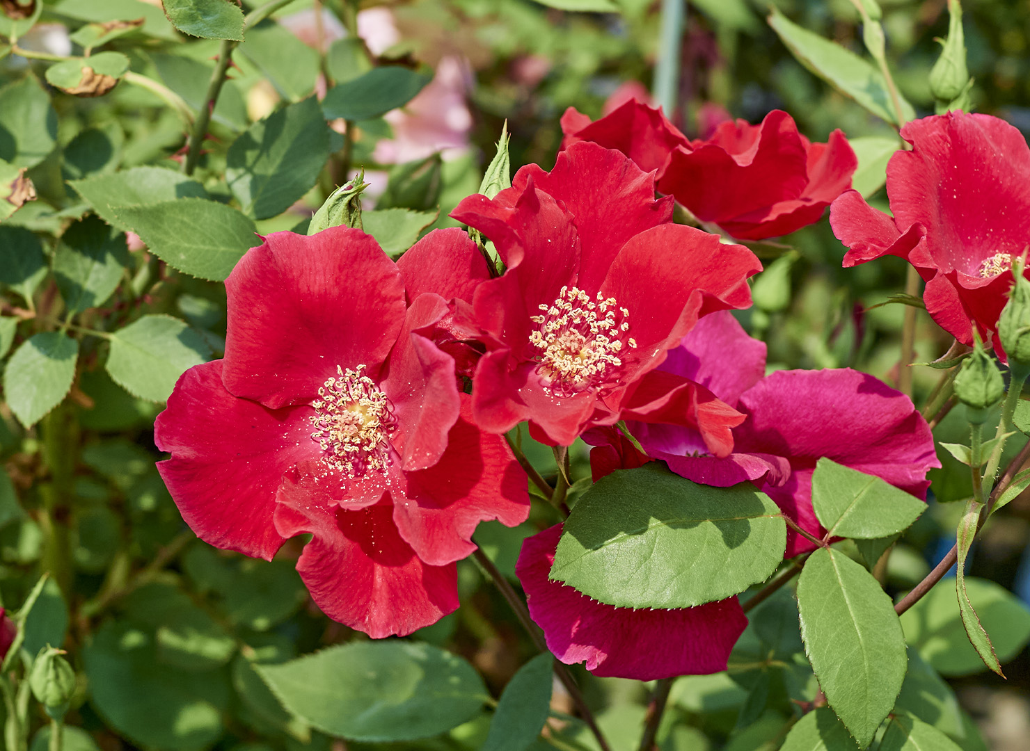 ベスビアス – Vesuvius | 姫野ばら園八ヶ岳農場