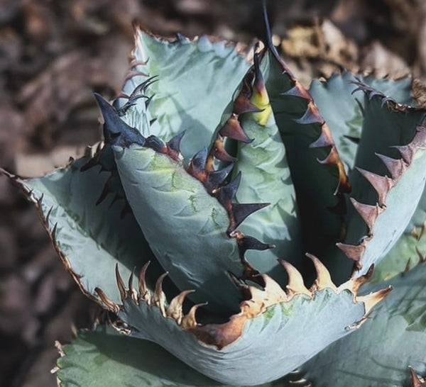 Agave titanota 'Creep' – Hidden Agave