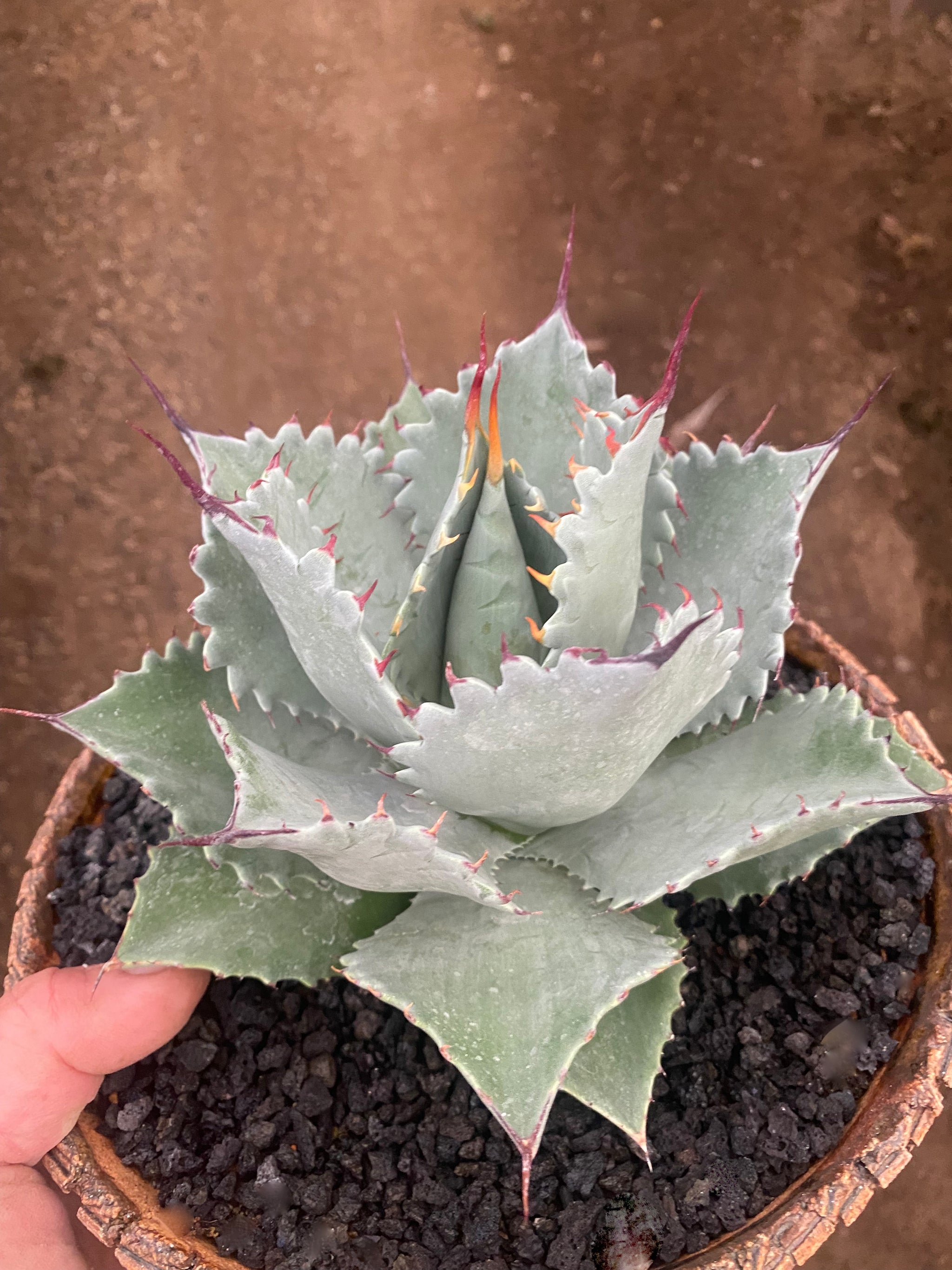 Agave ShawIst – Hidden Agave