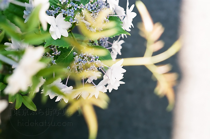 Industar-61 50mmの描写力をフィルムカメラで！星ボケはきちんと出る