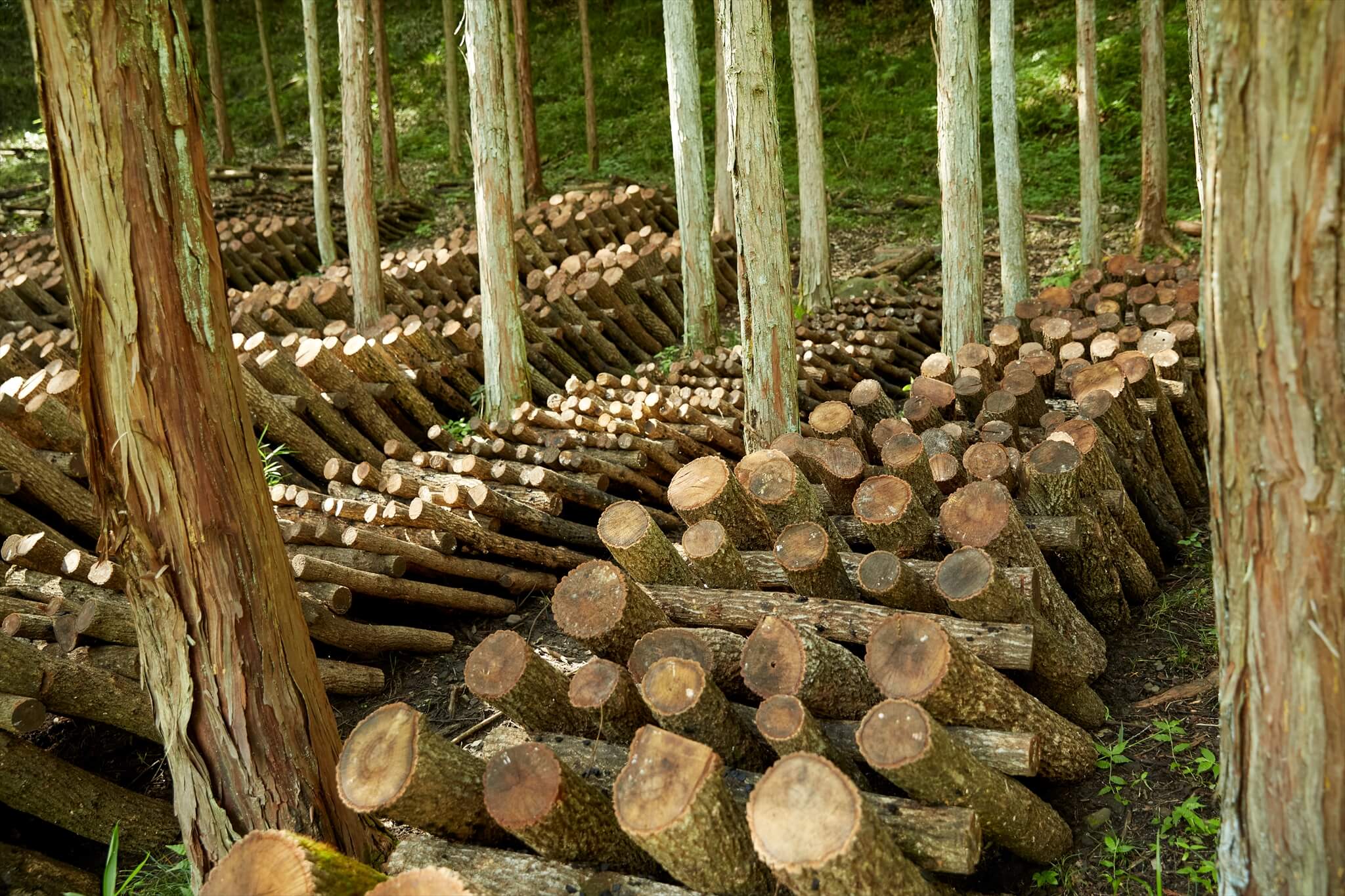 響 hibi-ki | しいたけ農家が森をつくったら？【後編】