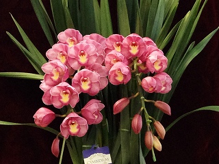 シンビジュームの品種 山梨県甲府市土方洋蘭園 - 土方洋蘭園：花と緑に