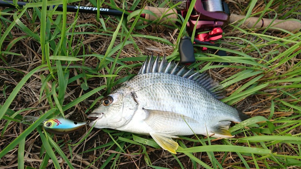 インプレ】スコーピオン1631FF-2 | ひたれんのブログ