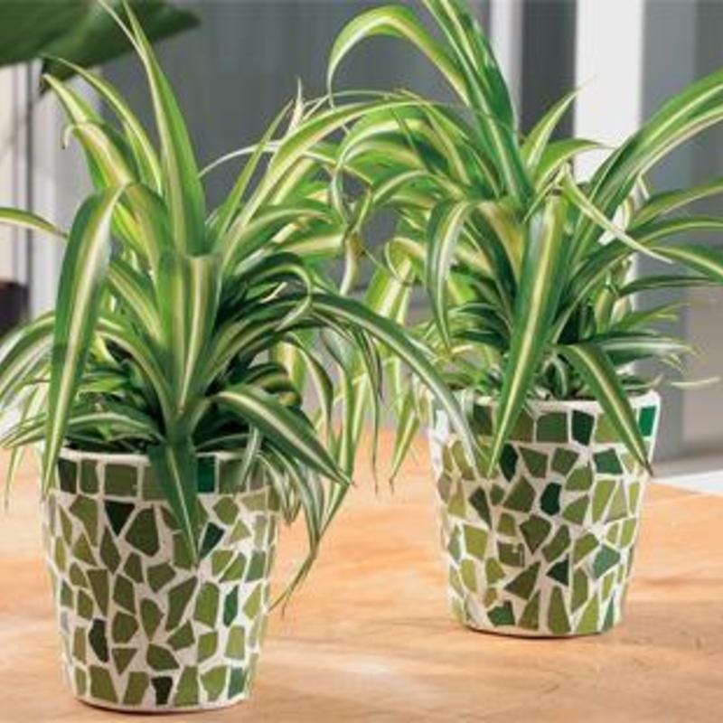 個性的な観葉植物オリヅルランを通販で買おう！ | ひとはなノート